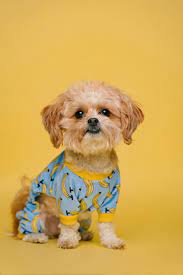 Check spelling or type a new query. Puppy Wallpapers Free Hd Download 500 Hq Unsplash