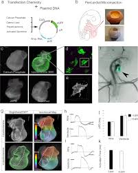 We did not find results for: Simplified Platform For Mosaic In Vivo Analysis Of Cellular Maturation In The Developing Heart Scientific Reports