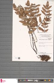 Image result for Pellaea doniana