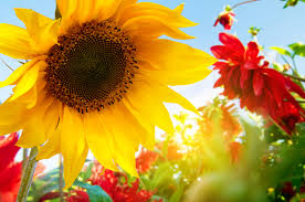 If you're in search of the best full hd flowers wallpapers, you've come to the right place. My Flowers Romantic Flower Hd Wallpapers Mystart