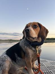 What do beagles with the blue tick ...