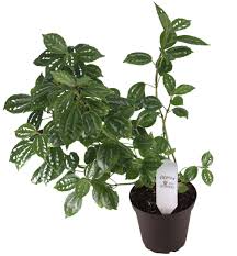 Image result for Pilea cadierei