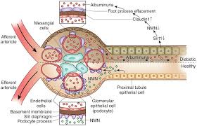 Pin By Ken Kemp On Physiology Renal Basement Membrane Kidney