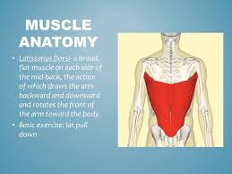 Anatomical position and the directional terms explained (with pictures and video). Muscle Anatomy Three Types Of Muscles 12 Basic Muscles Muscle Anatomy Ppt Download