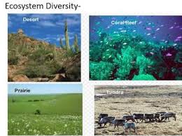In ecology, the term habitat summarises the array of resources, physical and biotic factors that are present in an area, such as to support the survival and reproduction of a particular species. What Is The Meaning Of Biodiversity In Simple Words