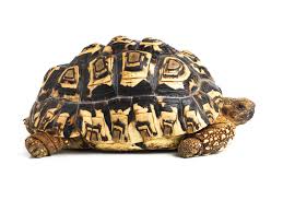 A Guide To Caring For Leopard Tortoises As Pets