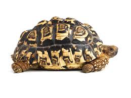 a guide to caring for leopard tortoises as pets