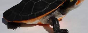 We have captive bred baby pink belly side neck turtles for sale, captive bred well started 6 month old baby pink belly side necked turtle for sale as well as yearling pink belly side neck turtles for sale. Pink Belly Side Necked Turtle Temperature And Lighting Uv Lighting For Water