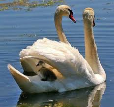 Birds Of A Feather Song Download Birds Of A Feather Mute Swan Swan Beautiful Swan