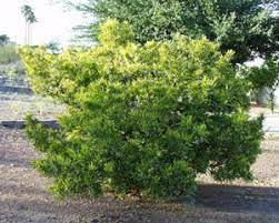 See also a great photo from arizona state university of many bushes in the superstition mountains northeast of phoenix at about 3,000 elevation. Hopseed Bush Arizona Living Landscape Design
