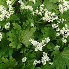 Image result for Behniaceae