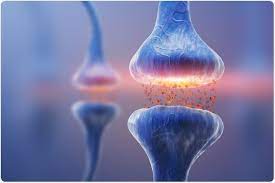 Schizophrenia Neural Processes