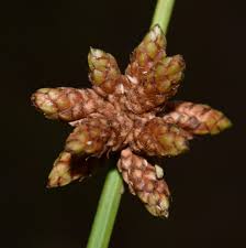 Image result for Schoenoplectiella