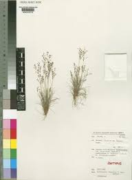 Image result for Bulbostylis densa