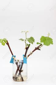 Image result for grapevine cuttings
