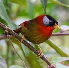 ゴシキソウシチョウ 五色相思鳥 silver eared mesia leiothrix argentauris mesia argentauris