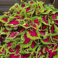 Image result for Coleus buchananii