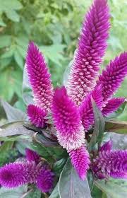 Pin By Innovazion1a On All Things Purple In 2020 Trees To Plant Plants Landscaping Plants