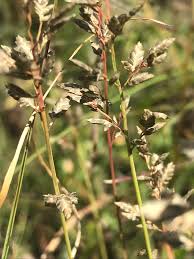 Image result for Eragrostis racemosa