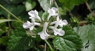 Image result for Stachys aethiopica