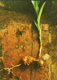 Image result for Walleria mackenziei