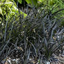The foliage begins as green and then turns almost black. Ophiopogon Planiscapus Niger Walters Gardens Inc