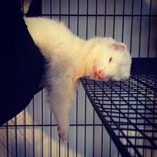 35 Tiernos Animales Que Estaban Tan Cansados Que Durmieron En Lugares Que No Te Imaginas Hurones Animal Domestico Hurones Comicos