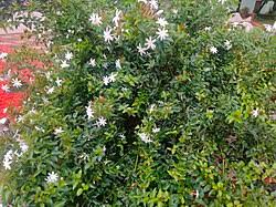 Image result for Jasminum dichotomum