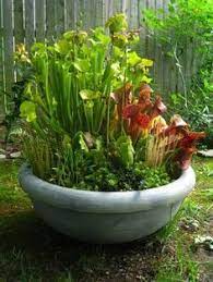 So here's some tips to help you create a beautiful and unique garden that will make people jealous! Create A Fascinating Carnivorous Terrarium Container Water Gardens Garden Plants Design Plants Container Water Gardens