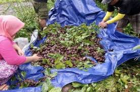 Jenis budidaya tanaman pangan lainnya yang mudah dan juga menguntungkan adalah bawang merah. Budidaya Jengkol Sebagai Investasi Hari Tua Menguntungkan