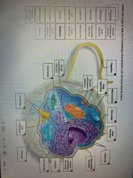 Eukaryotic cells have a true nucleus, which means the cell's dna is surrounded by a membrane. 18 Label The Image To Test Your Knowledge Of Chegg Com