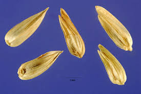 Image result for Tristachya