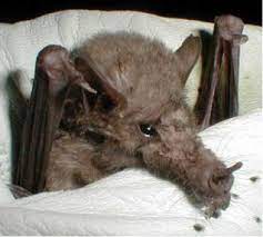 Forest service, is considered to be rare in texas and mexico, is proposed as a species of special concern in california, and is included in arizona game and fish department's wildlife of special concern in arizona. Datei Mexican Long Tongued Bat Jpg Wikipedia