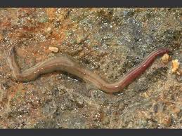 Ribbon Worms Have A Complete Digestive System And Circulatory System They Also Have A Tounge Called Complete Digestive System Ribbon Worm Circulatory System