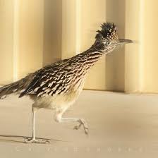 Birds Of The Southwestern Desert Southwest Bird Art Photography Desert Nature By Murraybolesta Bird Photography Southwest Birds Bird Art Print