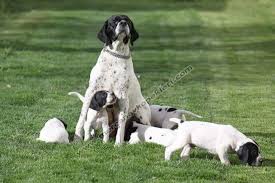 Chien De Chasse Tunisie Home Facebook