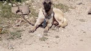 Kangal Kopegi Anadolu Aslani Coban Kopegi Havlamasi Urmesi Kopek Havlamasi Sesleri Videolar Izlesene Com