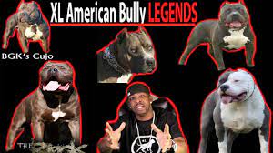 The Top 15 XL AMERICAN BULLY LEGENDS! Pitbull Legends! - YouTube