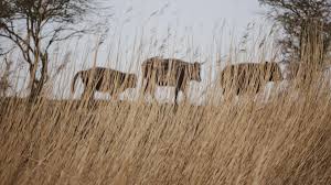 De oostvaardersplassen worden met het leven bewaakt. Anticonceptie Voor De Grote Grazers In De Oostvaardersplassen Een Oplossing Groenlinks