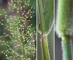 Image result for Dichapetalum rhodesicum