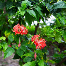 Image result for Hibiscus schinzii