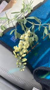 Image result for Crotalaria sphaerocarpa