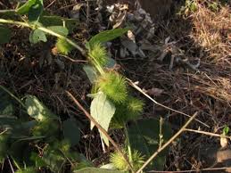 Image result for Triumfetta pilosa