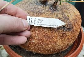 Image result for Pyrenacantha kirkii