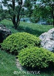 Taunton S Yew Monrovia Taunton S Yew Evergreen Shrubs Conifers Garden Shade Shrubs