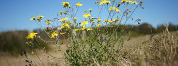 Image result for Senecio greenwayi