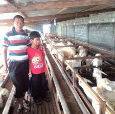 Temukan berbagai desain kandang kambing untuk semua jenis kambing mulai dari kambing etawa, kacang, boer, jawarandu, saanen, gembrong, samsir, kosta, borawa, marica, muara. Kandang Kambing Dan Domba Yang Ideal Pakanternakinstan Com
