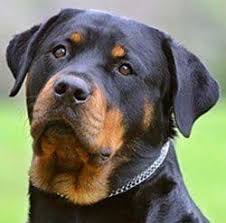 The rottweiler husky mix is athletic, independent, and intelligent. Rottweiler Mixed With Siberian Husky Mississippi Rottweilers