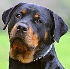 Good quality crate and dog bed. Rottweiler Mixed With Siberian Husky Mississippi Rottweilers