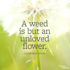 Flower Quotes Gardening Quotes Funny Dandelion Quotes Flower Quotes Inspirational
